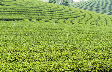 Green tea leaves growing in tea plantation