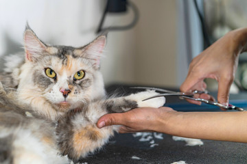 Cat grooming, Groomer cutting hair of cat in the beauty salon for dogs and cats
