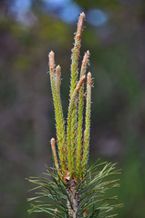 Branch of pine with kidneys