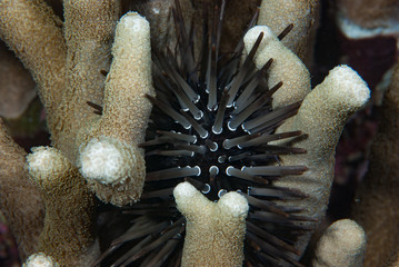 Tropical Sea Urchin