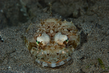 Crocodile flathead Cymbacephalus beauforti