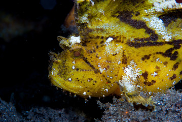 Leaf Scorpionfish Taenianotus tracanthus