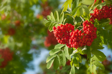 Ripe red rowan berries in bunches. Rowan tree with fruit berries in the forest.