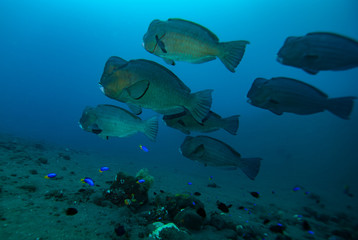 Fototapeta na wymiar Humphead parrotfish Bolbometopon muricatum