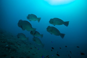 Fototapeta premium Humphead parrotfish Bolbometopon muricatum