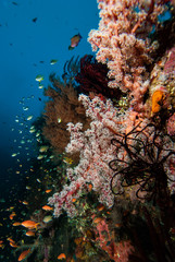 Obraz na płótnie Canvas Tropical Coral Reef Landscape Underwater