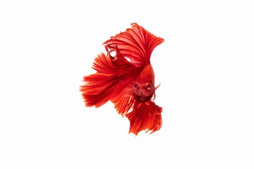 Foto op Canvas The moving moment beautiful of red siamese betta fish in thailand on isolated white background.  © Soonthorn