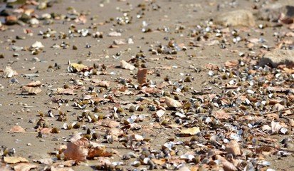 K&ouml;rbchenmuscheln im Sand am trockenen Rheinufer in Merkenich