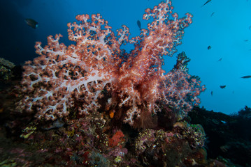 Fototapeta na wymiar Tropical Coral Reef Landscape Underwater