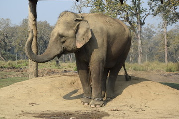 Elefant mit erhobenen Rüssel