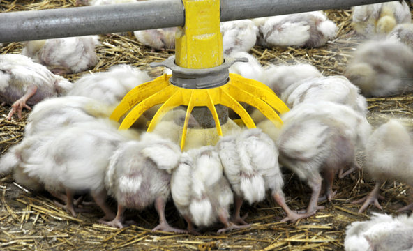 Broiler chickens near feeders