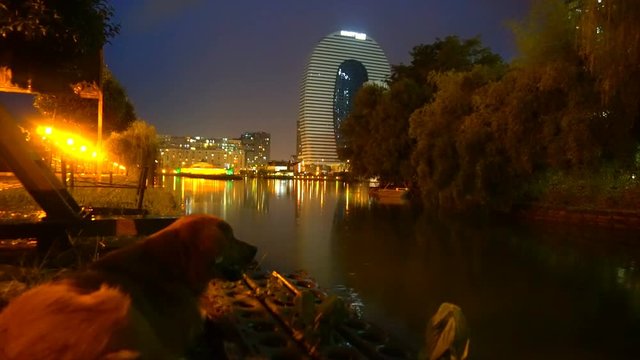 a dog on the river's night bank, against the background of nocturnal city lights.
