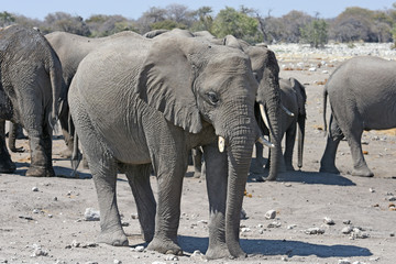 Afrikanische Elefanten (loxodonta africana) im Etosha Nationalpark (Namibia)