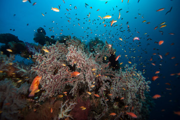Fototapeta na wymiar Tropical marine biodiversity 
