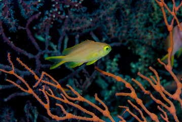 Threadfin Anthias Pseudanthias huchti