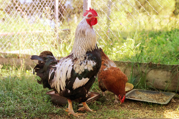 Rooster and chicken in the farm yard.
