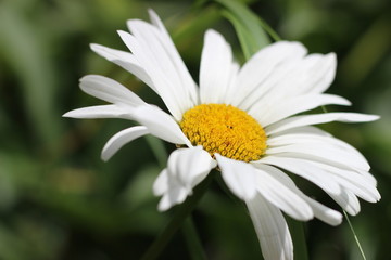 Fototapeta premium Daisy