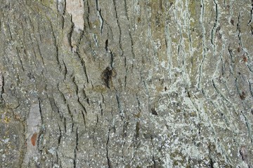 the texture of bark of a chereshchaty oak covered with a moss and a lichen