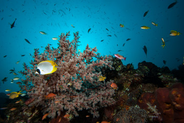 Fototapeta na wymiar Tropical marine biodiversity 