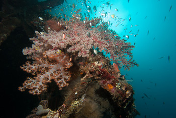 Tropical marine biodiversity 