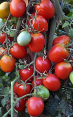 A tall tomato bush with fruit
