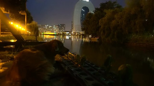 a dog on the river's night bank, against the background of nocturnal city lights.