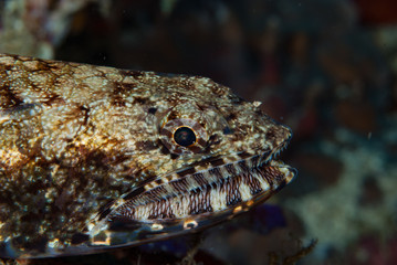 Reef lizardfish Synodus variegatus