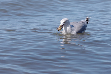 Seagull with crab in its beak (baltic sea, germany)