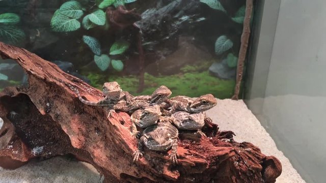 Agame, Gekko, Eidechse