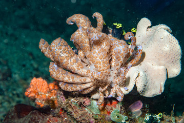 Solar powered nudi Phyllodesmium longicirrum