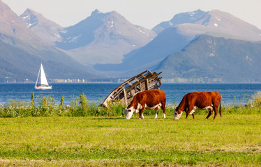 Fototapeta na wymiar Happy cows grazing in norwegian meadows in the Troms