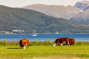 Fototapeta na wymiar Happy cows grazing in norwegian meadows in the Troms