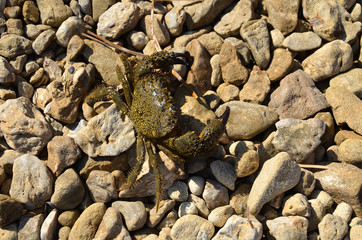 Krebs am Strand