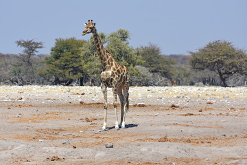 Steppengiraffe (giraffa camelopardalis) im Etosha Nationalpark in Namibia