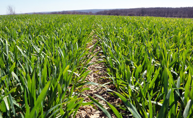 Fototapeta premium In the spring sowing winter wheat field