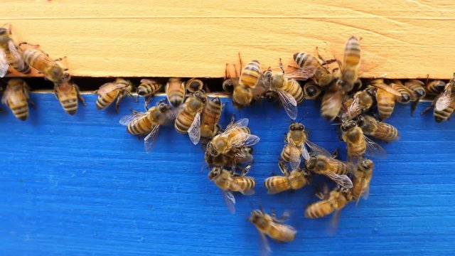 Bees at work. Close-up bee flying in beehive, honey, apiary, macro. 4K UHD