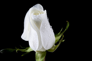Fresh white rose