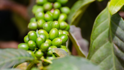 fresh coffee cherry on coffee tree