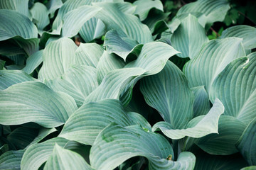 Overgrown hosta with leaves of light green color. 