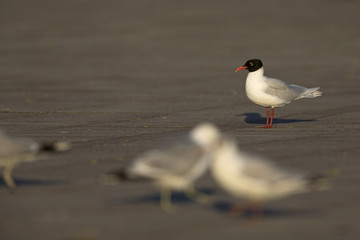 Mediterranean gull (Ichthyaetus melanocephalus) foraging in flight at Bremen Harbour,