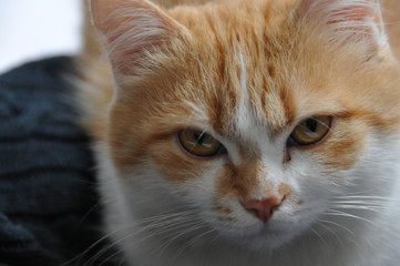 Un chat roux et blanc