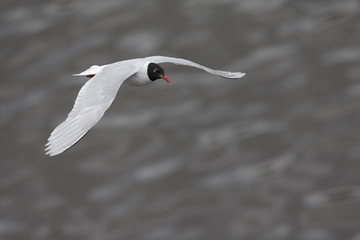 Mediterranean gull (Ichthyaetus melanocephalus) foraging in flight at Bremen Harbour,