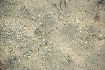 Clear water in river with fish underwater. Wild nature background. Lake bottom.