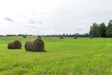 Sunny meadow and hay making