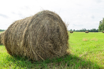 Sunny meadow and hay making