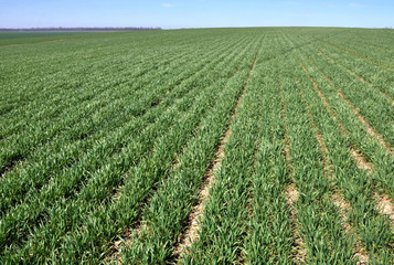 Fototapeta na wymiar In the spring sowing winter wheat field