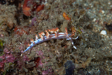 Flabellina bilas Nudibranch