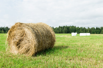 Sunny meadow and hay making