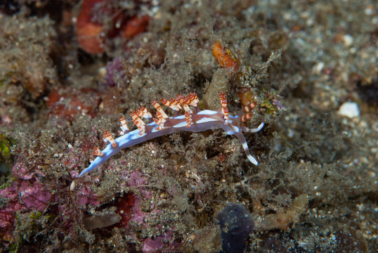 Flabellina bilas Nudibranch