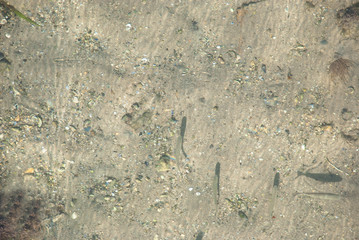 Clear water in river with fish underwater. Wild nature background. Lake bottom.